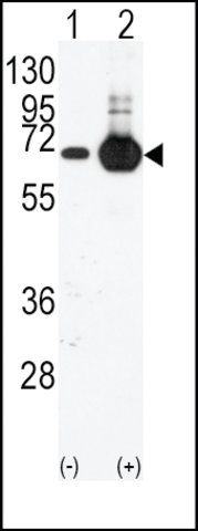 Anti-SHP2 (Y584) antibody produced in rabbit