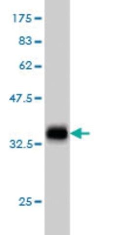 ANTI-TEK antibody produced in mouse