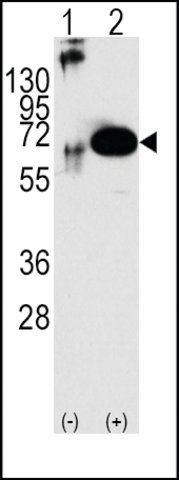 Anti-SHP2 antibody produced in rabbit