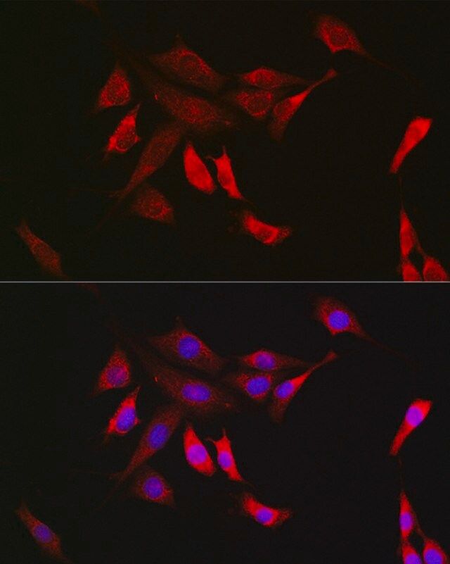 Anti-SHP2 antibody produced in rabbit