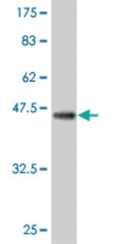 ANTI-TEK antibody produced in mouse