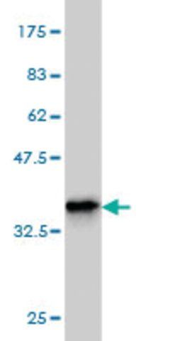 ANTI-TEK antibody produced in mouse