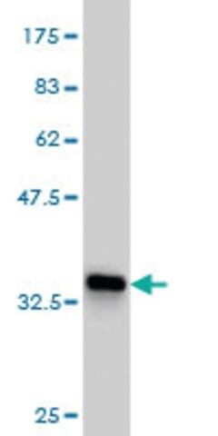 ANTI-TEK antibody produced in mouse