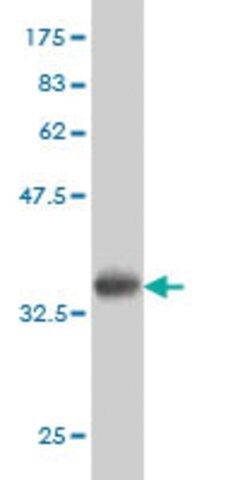 ANTI-TEK antibody produced in mouse