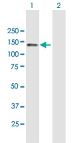 Anti-RET antibody produced in mouse