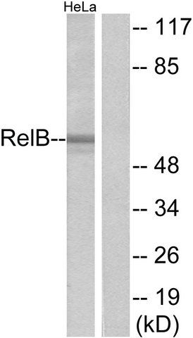 Anti-RELB, C-Terminal antibody produced in rabbit