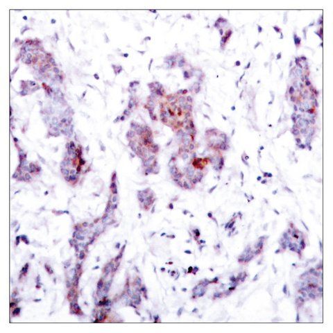 Anti-REL antibody produced in rabbit