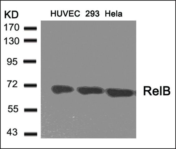 Anti-RELB (Ab-573) antibody produced in rabbit