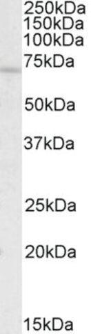 Anti-REL antibody produced in goat