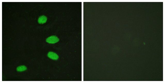 Anti-RBL2, C-Terminal antibody produced in rabbit