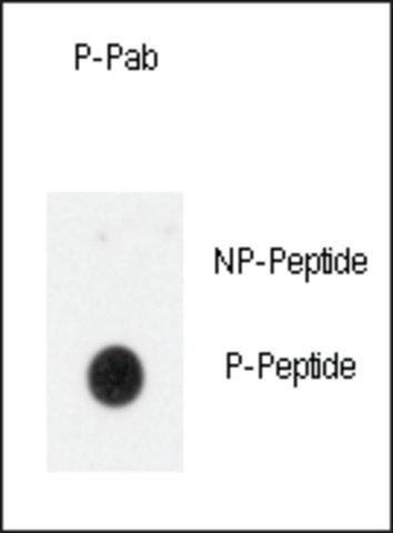 Anti-Phospho-INSR-pY1185 antibody produced in rabbit