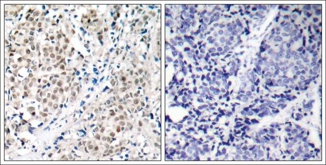 Anti-MYC (Ab-358) antibody produced in rabbit