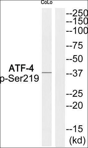 Anti-phospho-ATF-4 (pSer<sup>219</sup>) antibody produced in rabbit