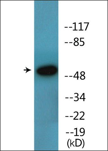 Anti-phospho-ATF2 (pSer<sup>112 or 94</sup>) antibody produced in rabbit