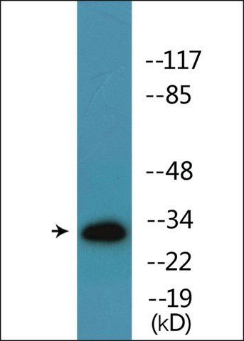 Anti-phospho-ATF1 (pSer<sup>63</sup>) antibody produced in rabbit