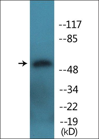 Anti-phospho-ATF2 (pSer<sup>480</sup>) antibody produced in rabbit