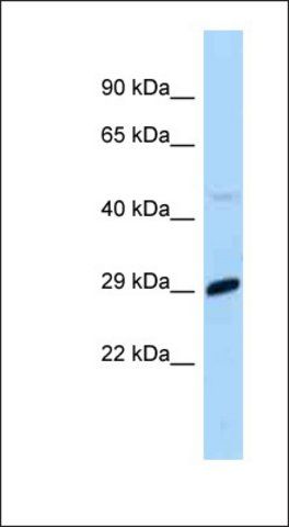 Anti-MXD1 antibody produced in rabbit