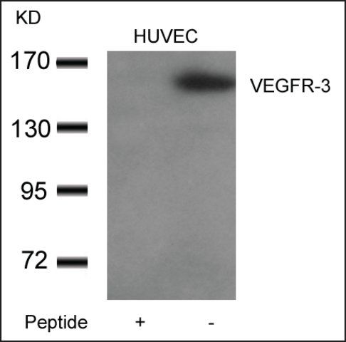 Anti-FLT4 antibody produced in rabbit