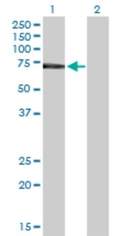 Anti-IL2RB antibody produced in rabbit