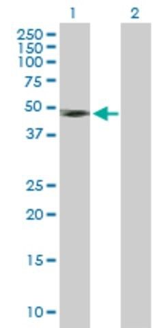 Anti-IFNGR2 antibody produced in mouse