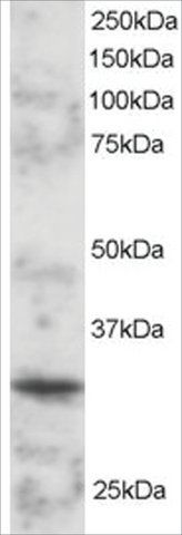 Anti-BOB1/OCAB/OBF1 antibody produced in goat