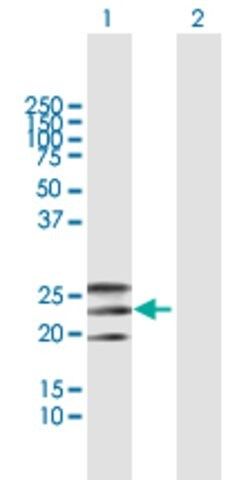 Anti-EFNA2 antibody produced in mouse