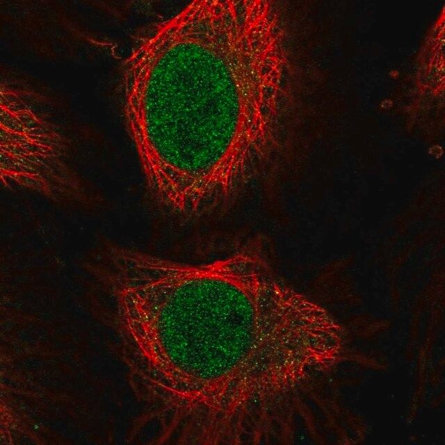 Anti-E2F4 antibody produced in rabbit