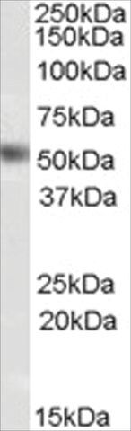 Anti-DAX1/NR0B1 antibody produced in goat