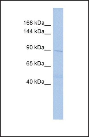 Anti-DNMT3B antibody produced in rabbit