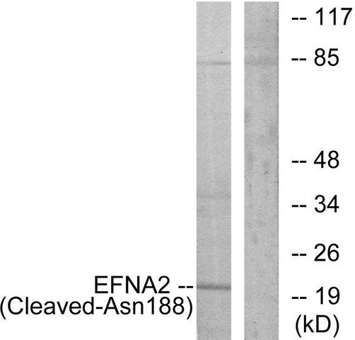 Anti-EFNA2 (Cleaved-Asn<sup>188</sup>), C-Terminal antibody produced in rabbit