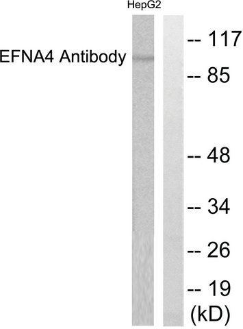 Anti-EFNA4 antibody produced in rabbit