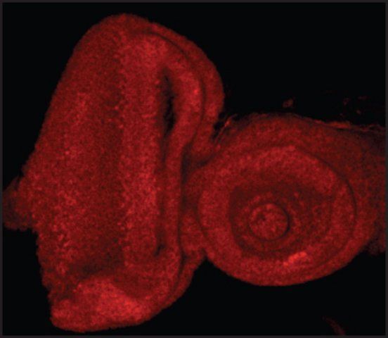 Anti-E2F1 antibody produced in goat