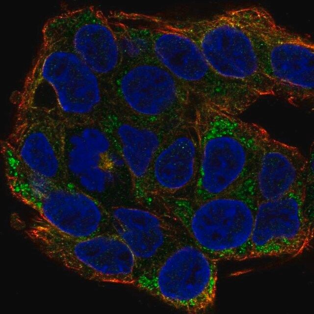 Anti-EFNA2 antibody produced in rabbit