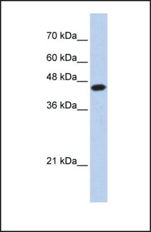 Anti-E2F1, (N-terminal) antibody produced in rabbit