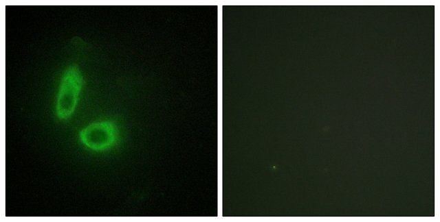 Anti-EFNA1 antibody produced in rabbit