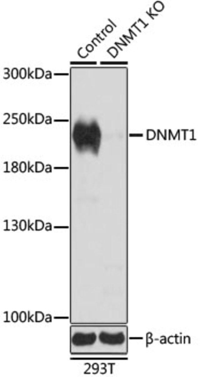 Anti-DNMT1 antibody produced in rabbit