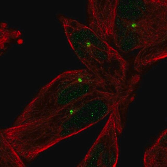 Anti-E2F1 antibody produced in rabbit