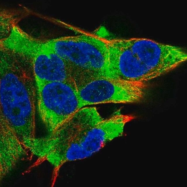 Anti-Eif2ak2 antibody produced in rabbit