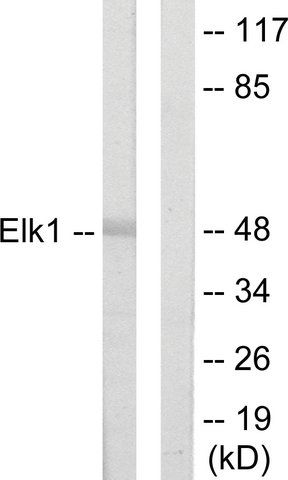 Anti-ELK1 antibody produced in rabbit