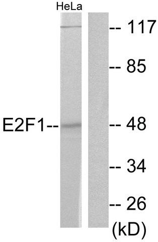 Anti-E2F1 antibody produced in rabbit