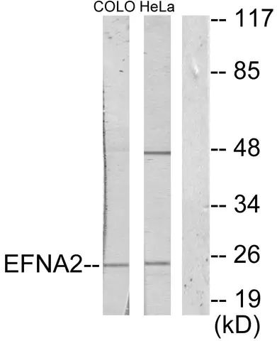 Anti-EFNA2 antibody produced in rabbit