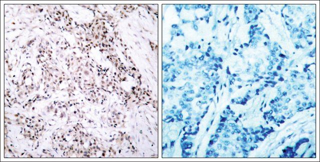 Anti-ESR1 (Ab-106) antibody produced in rabbit