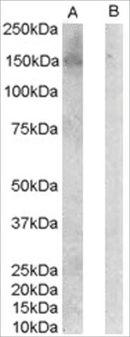 Anti-ERBB3/HER3 antibody produced in goat