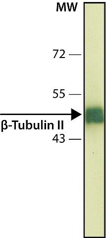 Anti--Tubulin II antibody, Mouse monoclonal