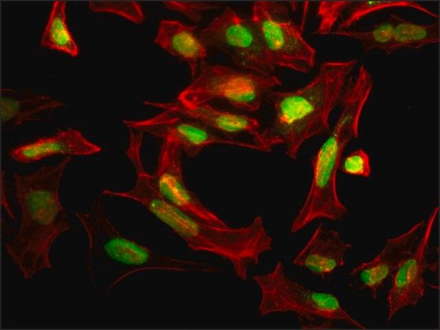 Anti-SUMO-1 antibody produced in rabbit