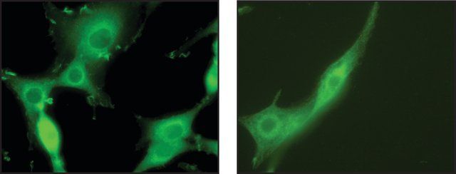 Anti-Syntaxin 7 antibody produced in rabbit