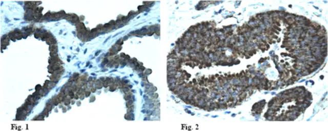 Anti-glutathione p53 (Cys141) Antibody