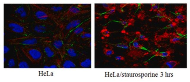 Anti-Caspase3 (active form) Antibody, clone 3D9.3