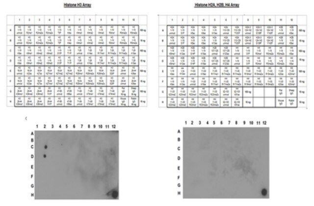 Anti-monomethyl-Histone H3 (Lys9) Antibody, Trial Size