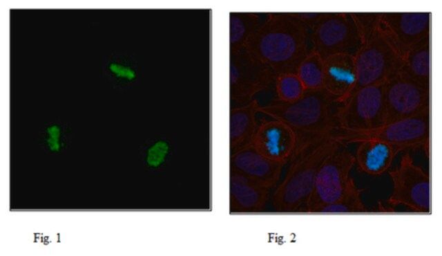 Anti-phospho Histone H3 (Ser57) Antibody, Trial Size